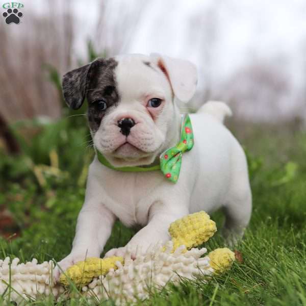Milo, French Bulldog Puppy